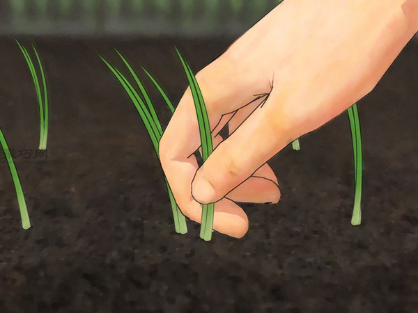 如何从种子或球茎种植葱 教你种植大葱的方法(图4)