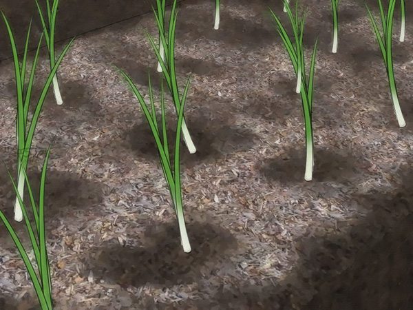 如何从种子或球茎种植葱 教你种植大葱的方法(图5)