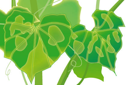 种植黄瓜常见五种疾病 预防黄瓜病虫害措施(图2) 种植黄瓜常见五种疾病 预防黄瓜病虫害措施(图2)