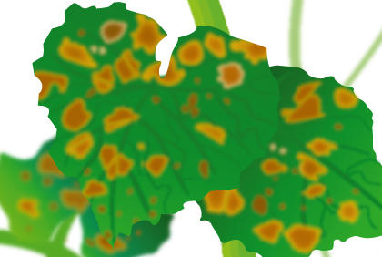 种植黄瓜常见五种疾病 预防黄瓜病虫害措施(图4) 种植黄瓜常见五种疾病 预防黄瓜病虫害措施(图4)