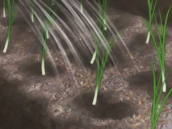 如何从种子或球茎种植葱 教你种植大葱的方法(图6)