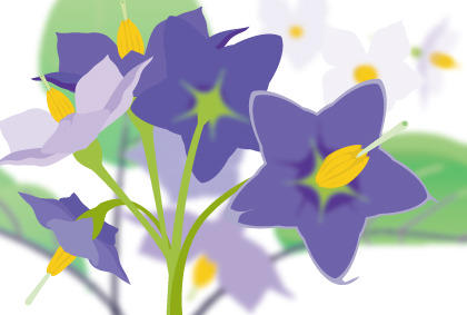 茄子种植日常管理方法 盆栽茄子怎样分枝施肥浇水 - 功圣花卉