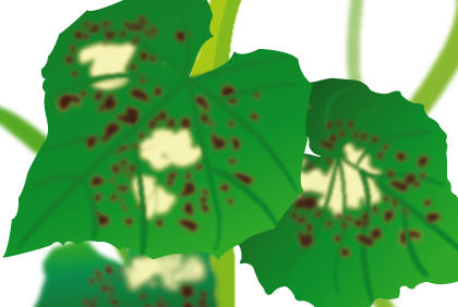 种植黄瓜常见五种疾病 预防黄瓜病虫害措施(图5) 种植黄瓜常见五种疾病 预防黄瓜病虫害措施(图5)