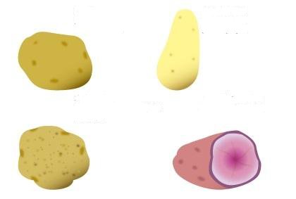 土豆种植新手必备 栽培马铃薯土壤、环境、品种注意事项(图6) 土豆种植新手必备 栽培马铃薯土壤、环境、品种注意事项(图6)