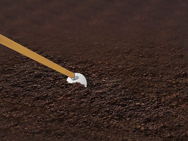 怎样种植豆类和豌豆 种植豆类和豌豆图片教程(图3)