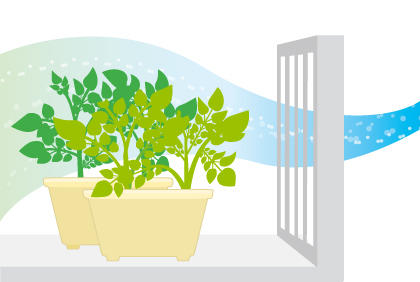 土豆种植新手必备 栽培马铃薯土壤、环境、品种注意事项(图4) 土豆种植新手必备 栽培马铃薯土壤、环境、品种注意事项(图4)