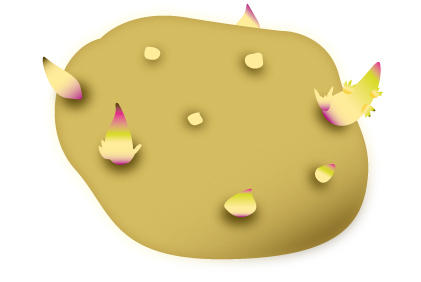 土豆种植新手必备 栽培马铃薯土壤、环境、品种注意事项(图1) 土豆种植新手必备 栽培马铃薯土壤、环境、品种注意事项(图1)