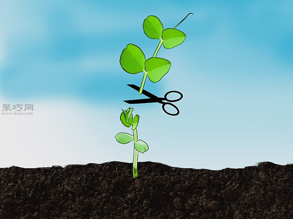 怎样种植豆类和豌豆 种植豆类和豌豆图片教程(图9)