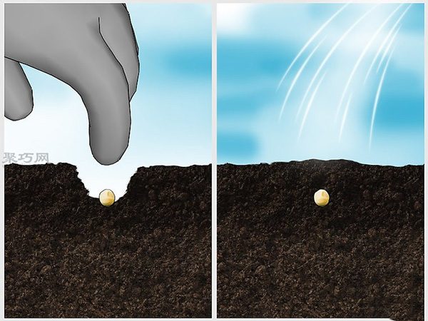 怎样种植豆类和豌豆 种植豆类和豌豆图片教程(图5)