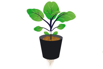 茄子种植新手必备 土壤 环境 幼苗的选择(图5)