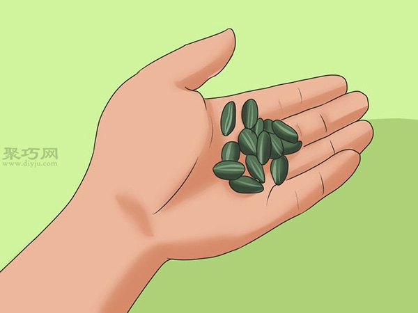 怎么样照料向日葵 种植向日葵图片教程(图4)