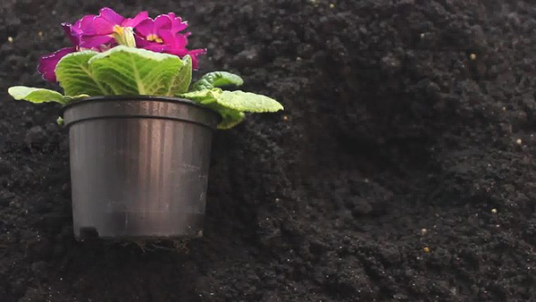 怎么种花儿 来看种花的方法(图1)