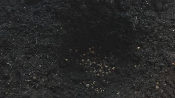 怎么种花儿 来看种花的方法(图3)