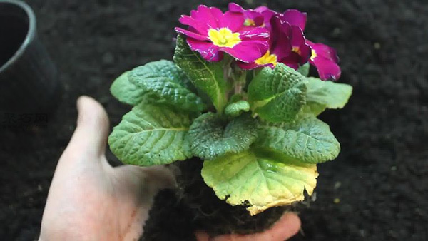 怎么种花儿 来看种花的方法(图2)