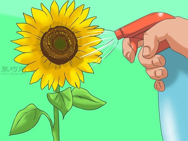 怎么样照料向日葵 种植向日葵图片教程(图3)