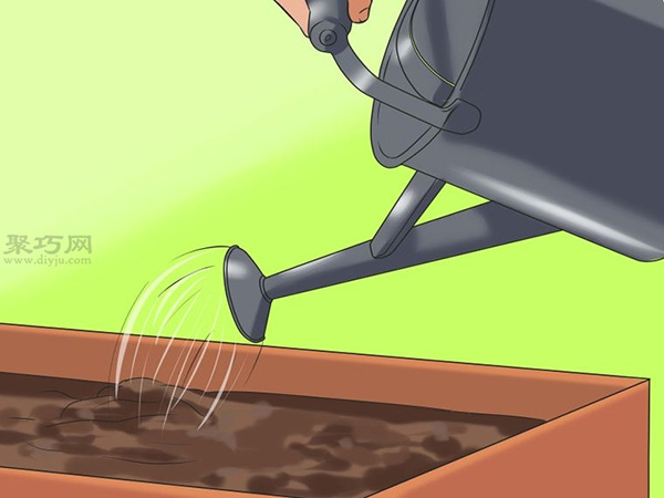 怎么样照料向日葵 种植向日葵图片教程 - 功圣花卉