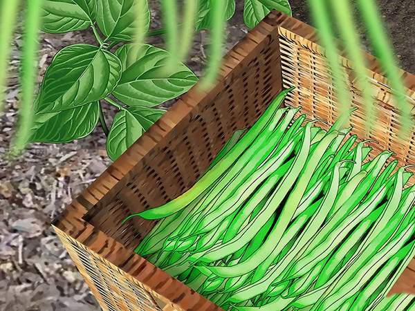 怎样种植豆类和豌豆 种植豆类和豌豆图片教程(图11)