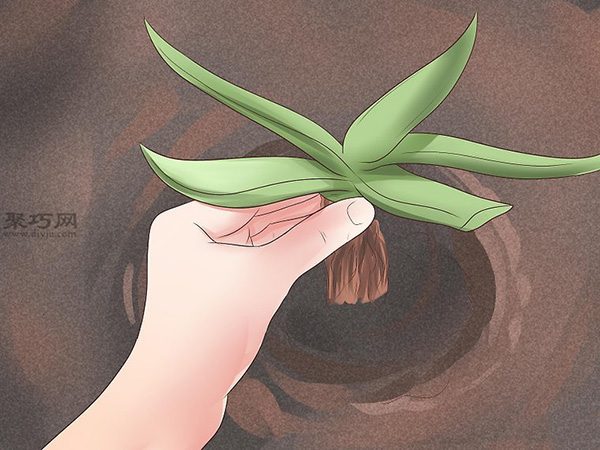 怎么种植或移植芦荟 来看种芦荟教程(图4)