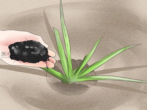 怎么种植或移植芦荟 来看种芦荟教程(图5)