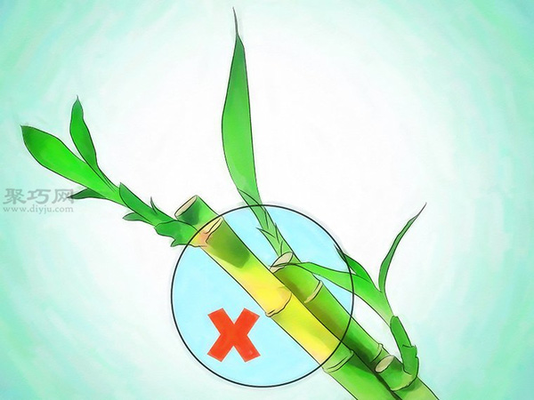 怎样挑选富贵竹 来看栽种富贵竹步骤(图1)