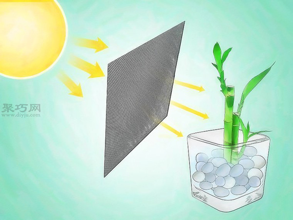 怎样挑选富贵竹 来看栽种富贵竹步骤(图4)