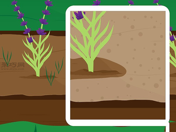 怎么养护薰衣草 来看种植薰衣草教程(图3)