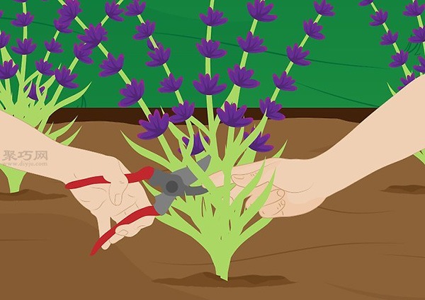 怎么养护薰衣草 来看种植薰衣草教程(图5)