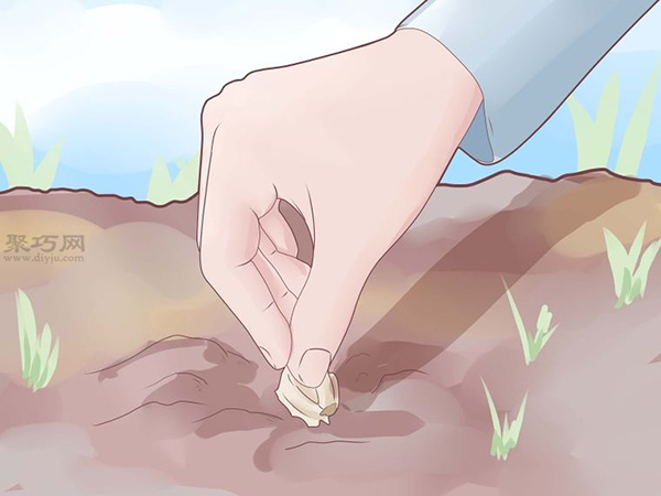 怎么样种植大蒜 种植大蒜教程图解(图1)