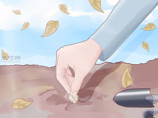 怎么样种植大蒜 种植大蒜教程图解(图4)