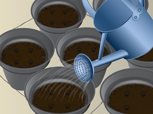 如何种木瓜 用种子种木瓜图解教程(图2)