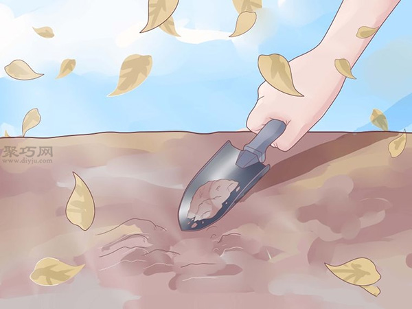 怎么样种植大蒜 种植大蒜教程图解(图3)