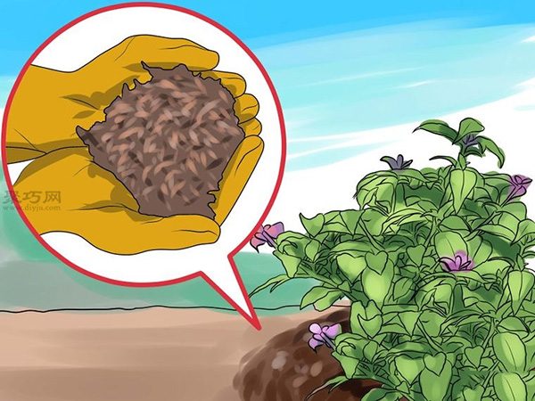 如何护理倒挂金钟 来看种植倒挂金钟教程(图6)