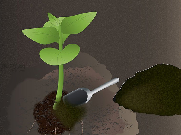 如何种木瓜 用种子种木瓜图解教程(图6)