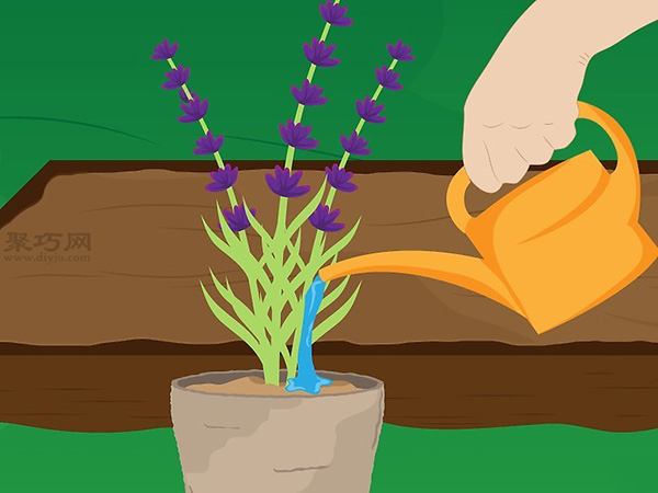怎样种植薰衣草 一起学种植薰衣草步骤(图2)