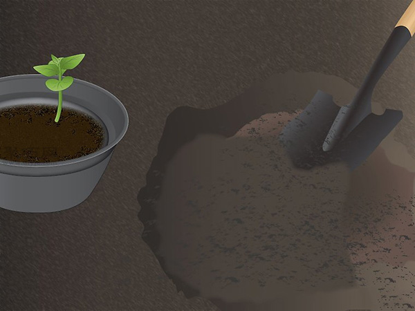 如何种木瓜 用种子种木瓜图解教程(图4)