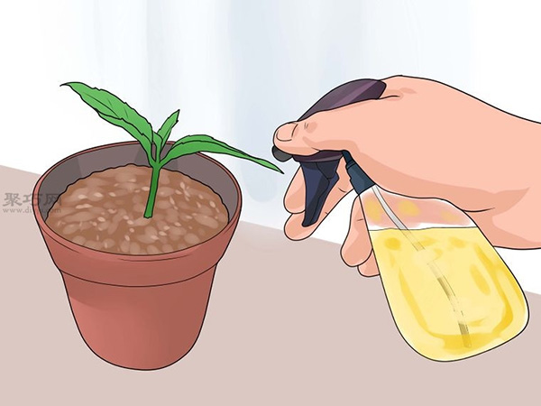 怎么种植倒挂金钟 教你种植倒挂金钟的方法(图6)