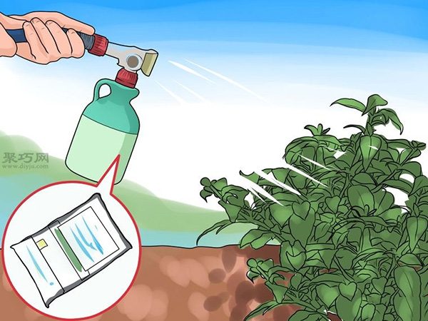 如何护理倒挂金钟 来看种植倒挂金钟教程(图2)