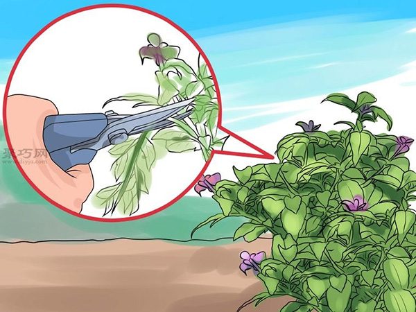 如何护理倒挂金钟 来看种植倒挂金钟教程(图5)