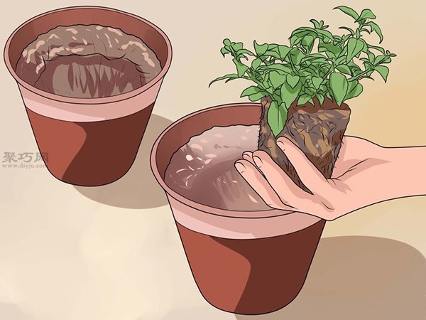 怎么种植倒挂金钟 教你种植倒挂金钟的方法(图7)