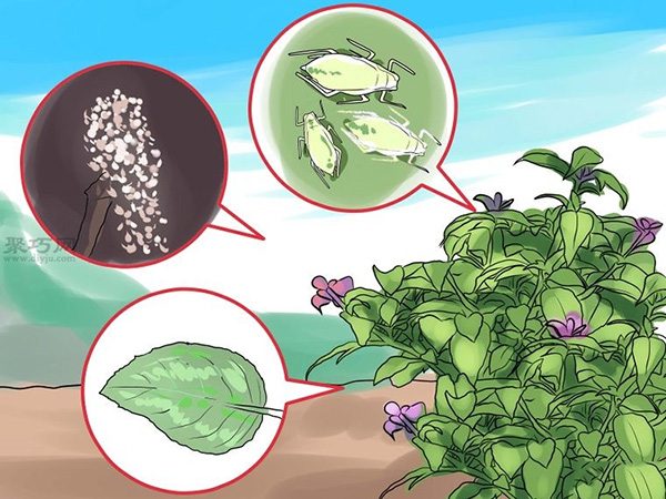 如何护理倒挂金钟 来看种植倒挂金钟教程(图4)