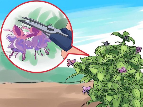 如何护理倒挂金钟 来看种植倒挂金钟教程(图3)