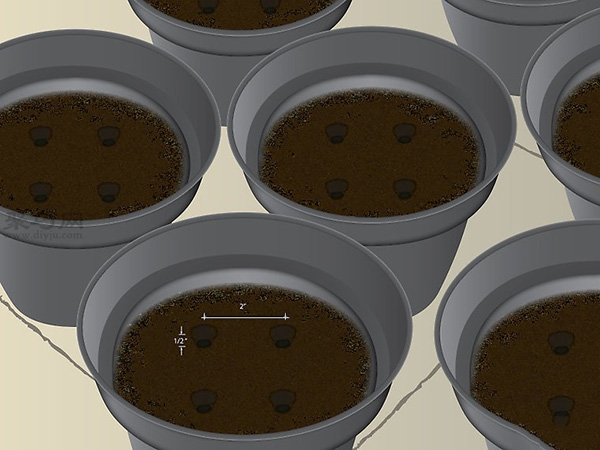 如何种木瓜 用种子种木瓜图解教程(图1)