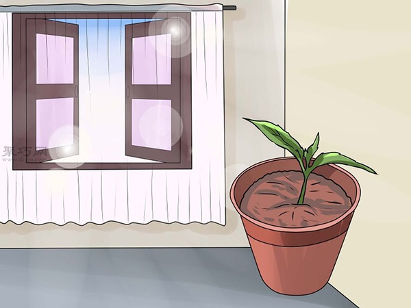 怎么种植倒挂金钟 教你种植倒挂金钟的方法(图5)