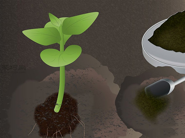 如何种木瓜 用种子种木瓜图解教程(图5)