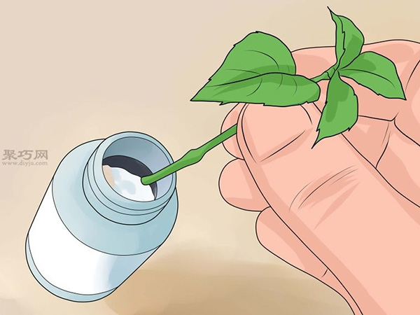 怎么种植倒挂金钟 教你种植倒挂金钟的方法(图3)