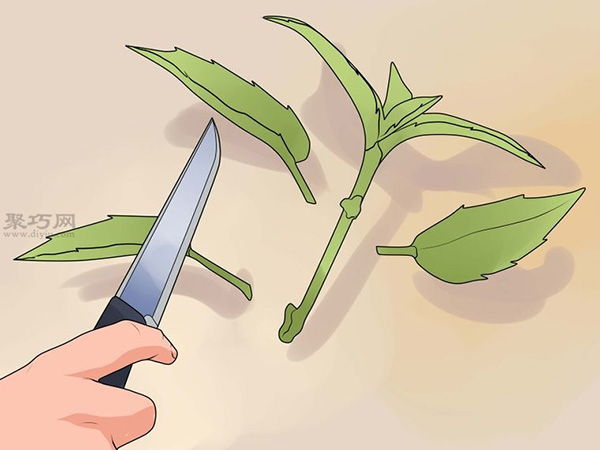 怎么种植倒挂金钟 教你种植倒挂金钟的方法(图2)