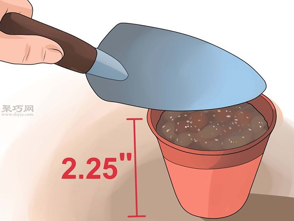 怎么种植倒挂金钟 教你种植倒挂金钟的方法(图4)