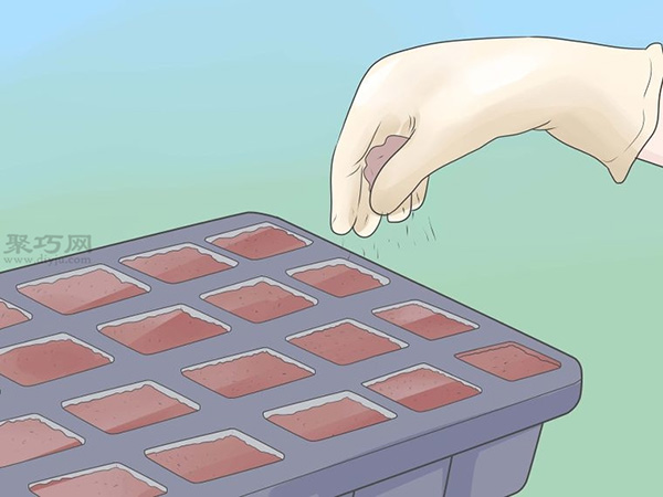 如何种植豌豆苗和沙拉植物 教你种植幼芽的方法(图4)