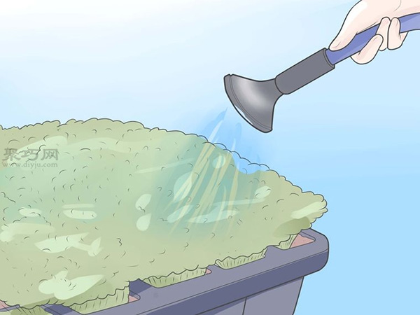 如何种植豌豆苗和沙拉植物 教你种植幼芽的方法(图5)