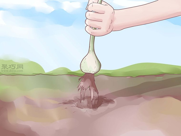 怎样收成与风干大蒜 种植大蒜图片教程(图1)